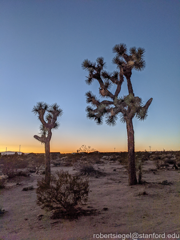 Joshua Tree